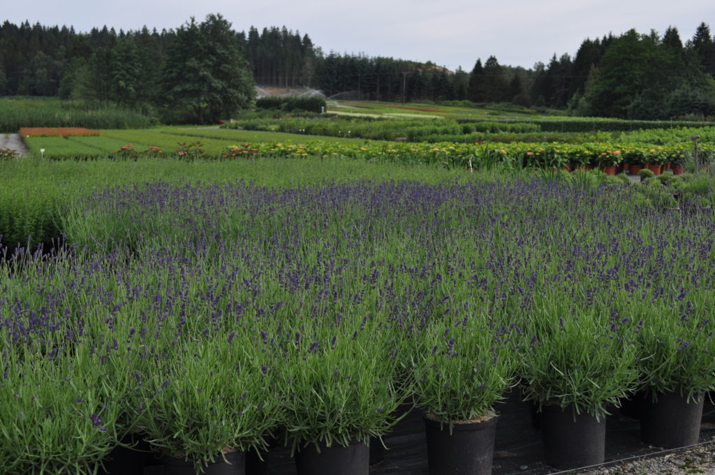 Lavendel 'Hidcote Blue'