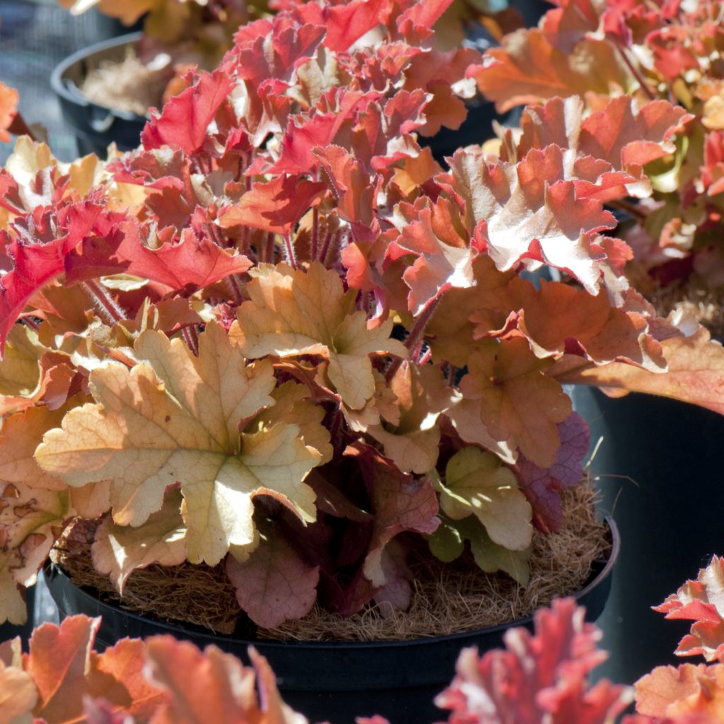 Heuchera 'Marmalade'