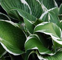 Bladlilje, Hosta