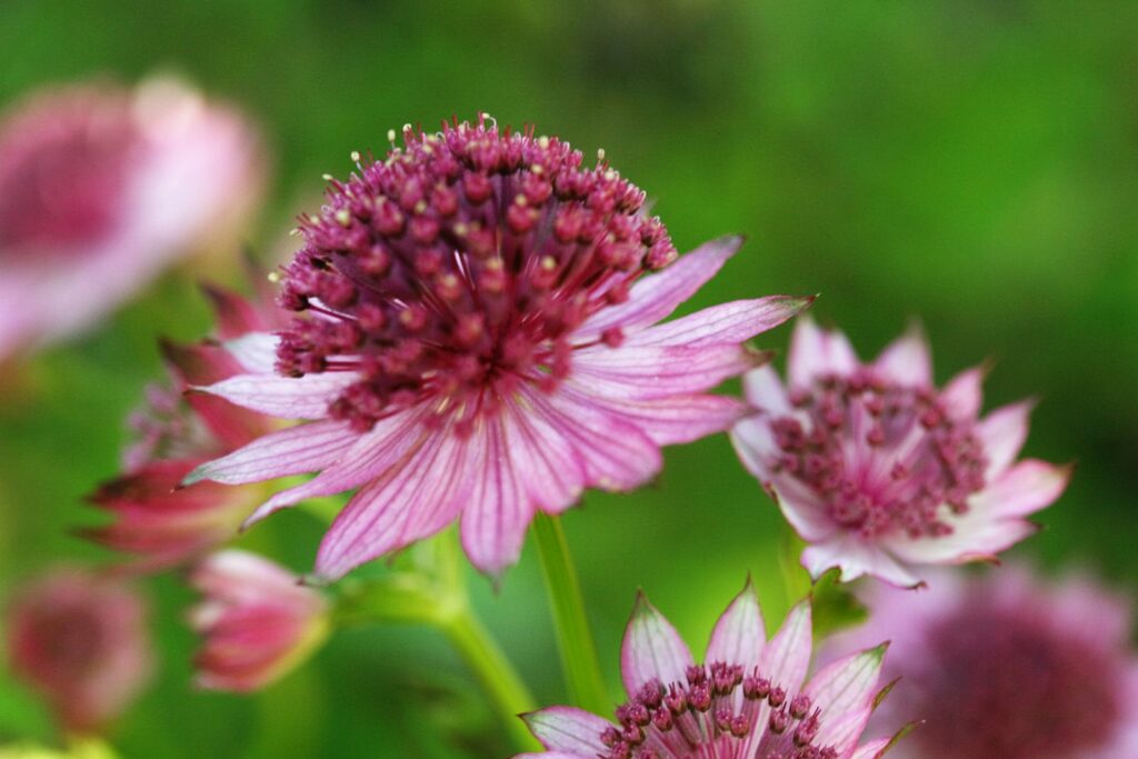 Stjerneskjerm, Astrantia major