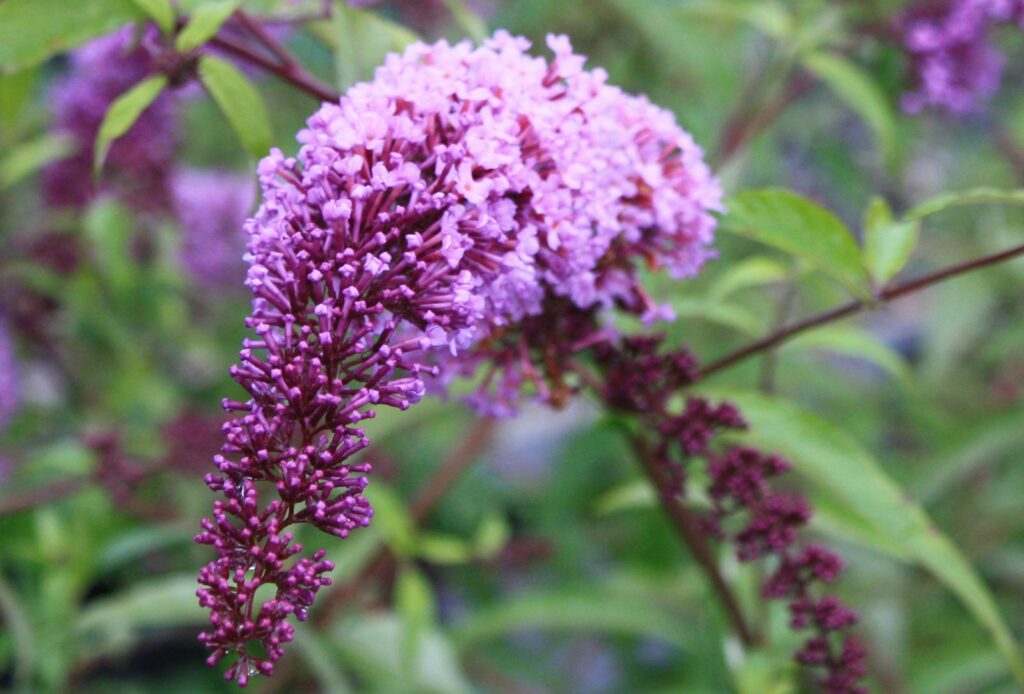 Sommerfuglbusk TOVE med lillarosa blomsteraks