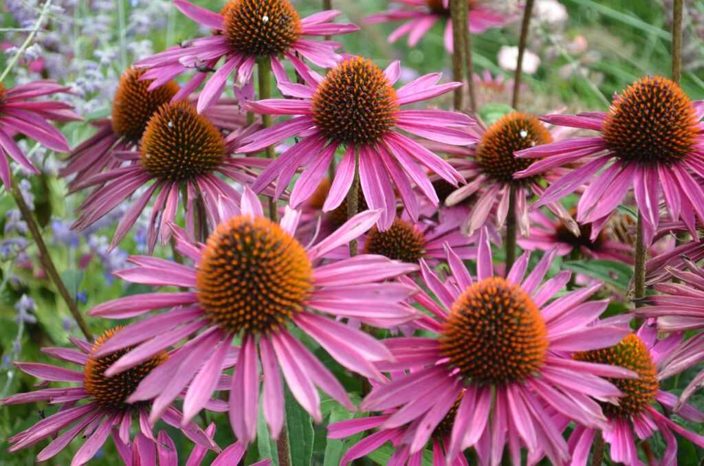 Purpursolhatt, Echinacea purpurea