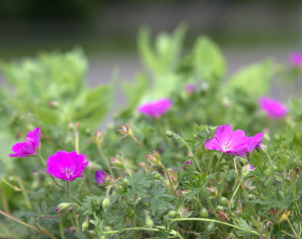 Blodstorkenebb, Geranium sanguineum