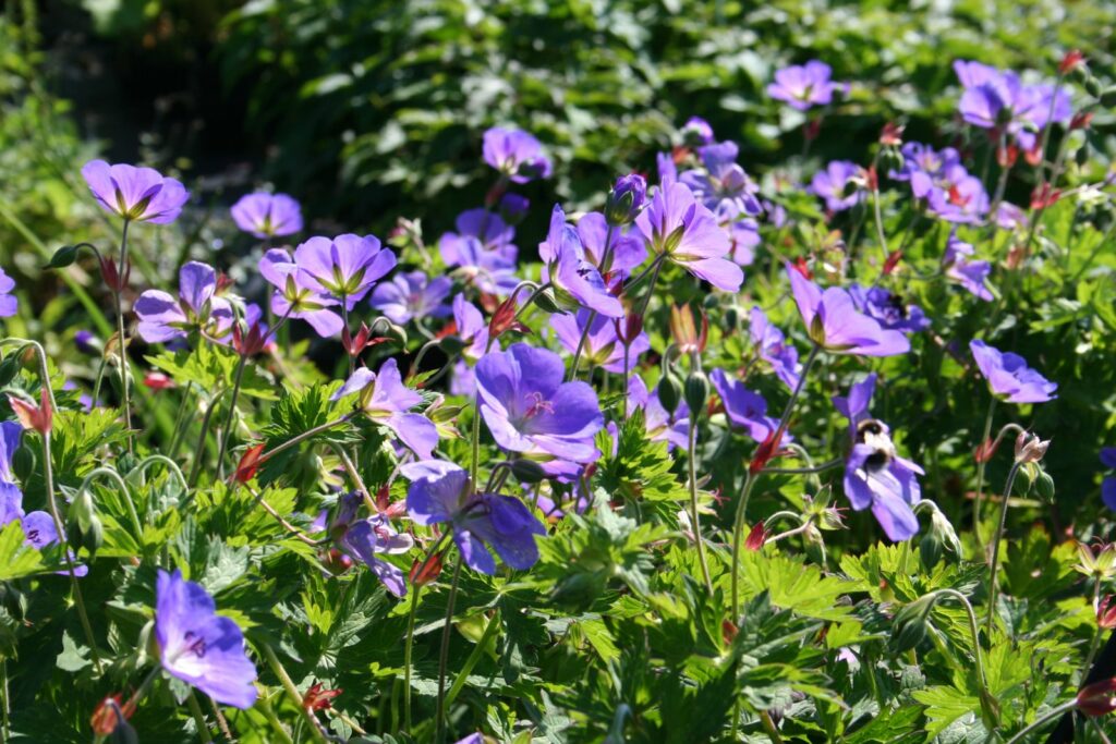 Storkenebb, Geranium 'Rozanne'