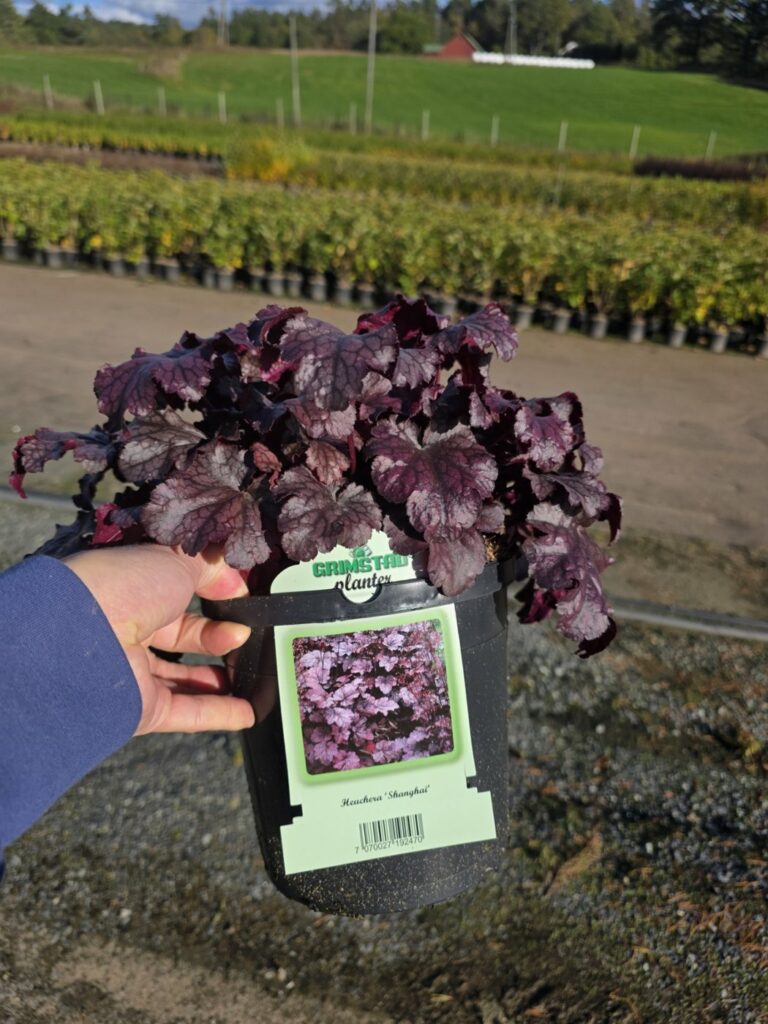Heuchera 'Shanghai' i potte med Grimstad planter-etikett