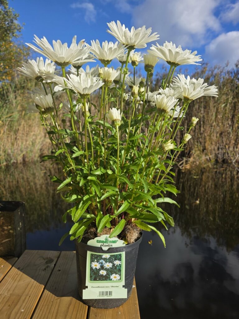 Prestekrage Leucanthemum maximum 'Christine' i potte med Grimstad planter-etikett