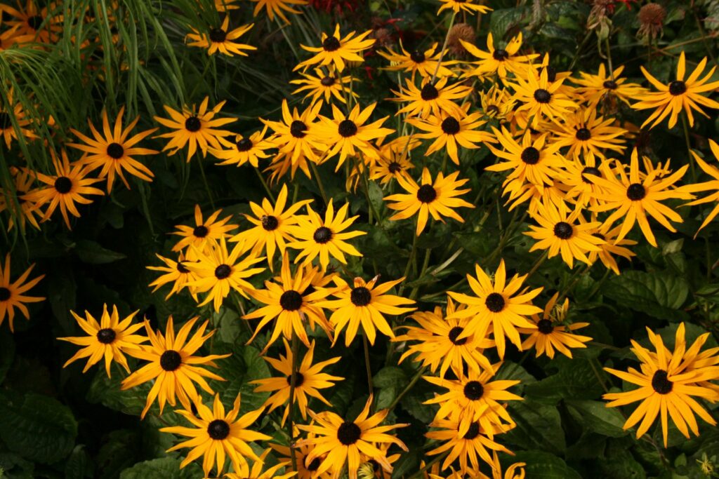 Gullsolhatt, Rudbeckia fulgida
