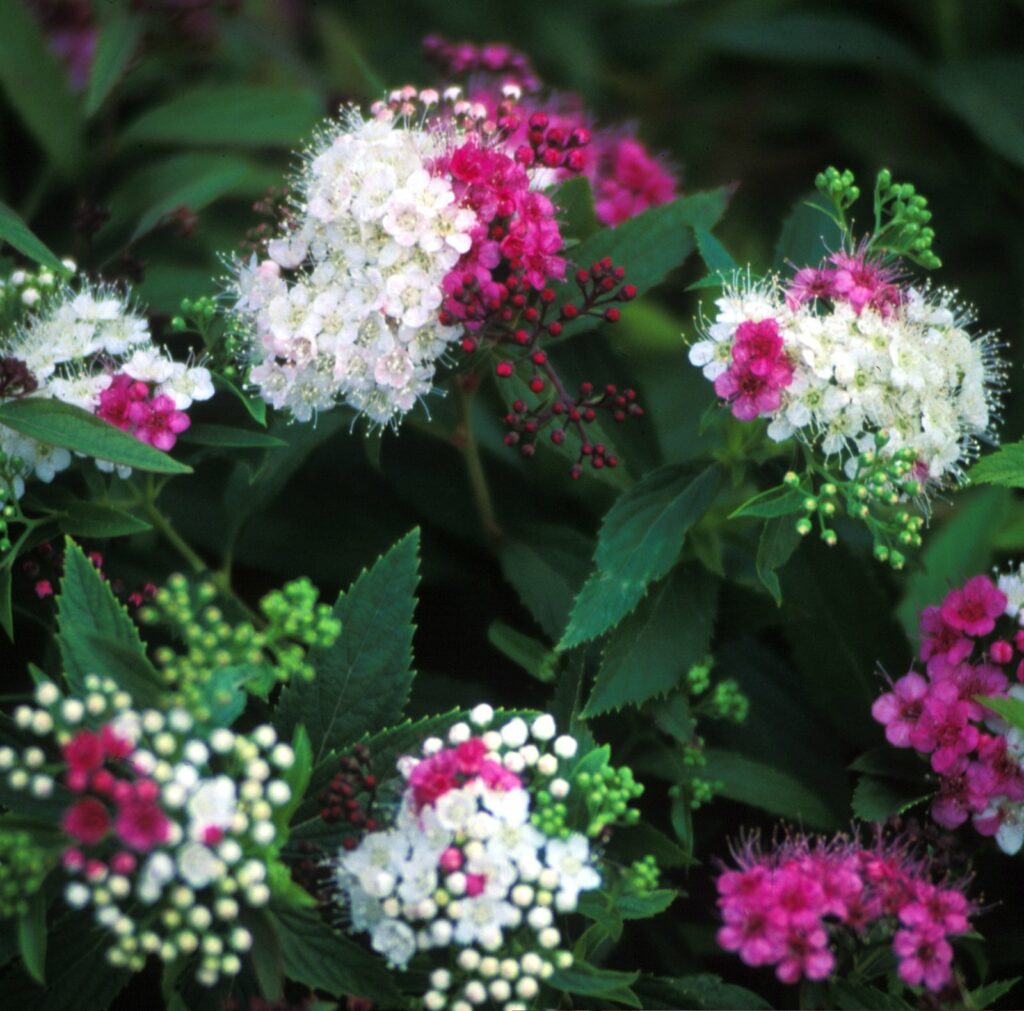 Japansk spirea 'Genpei' med hvite og rosa blomster