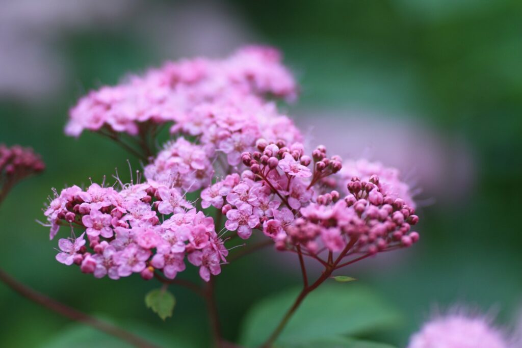 Japansk spirea 'Norrbotten' med rosa blomsterskjermer
