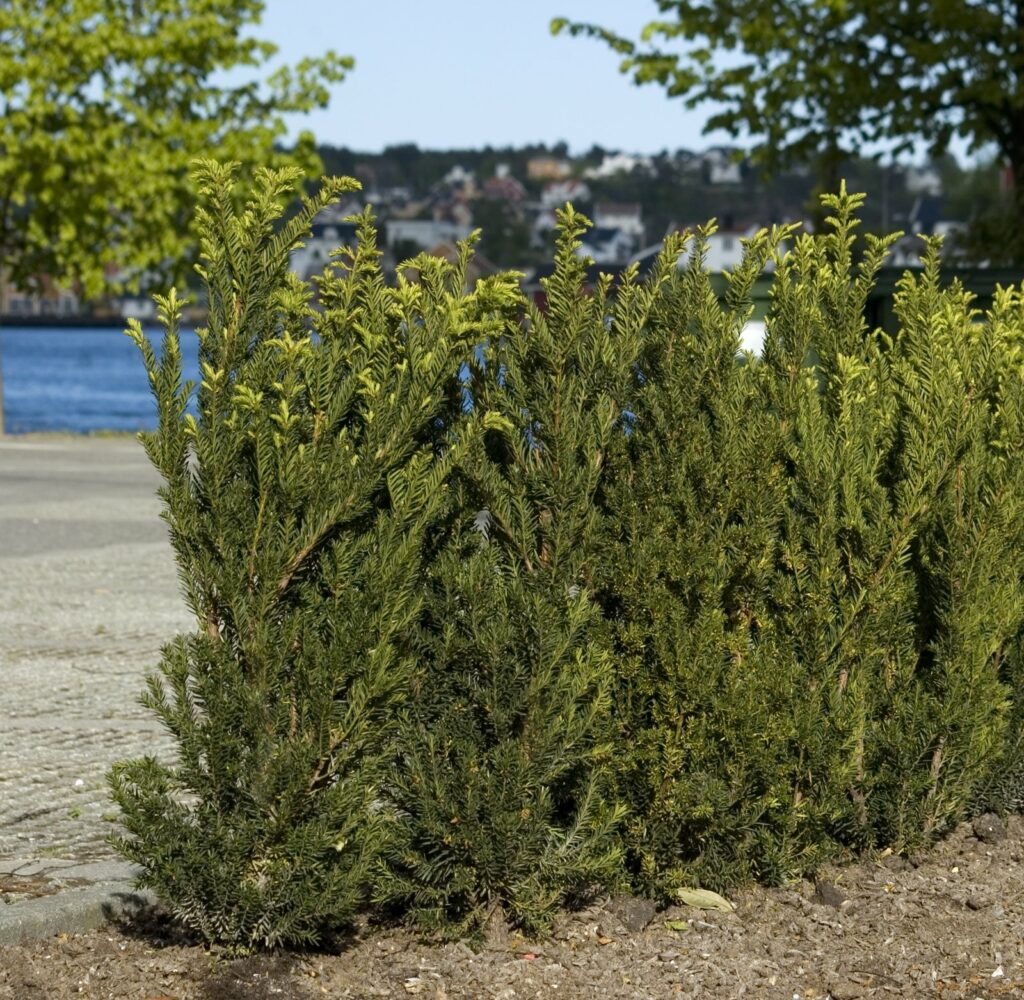 Barlind 'Hillii' plantet i rad