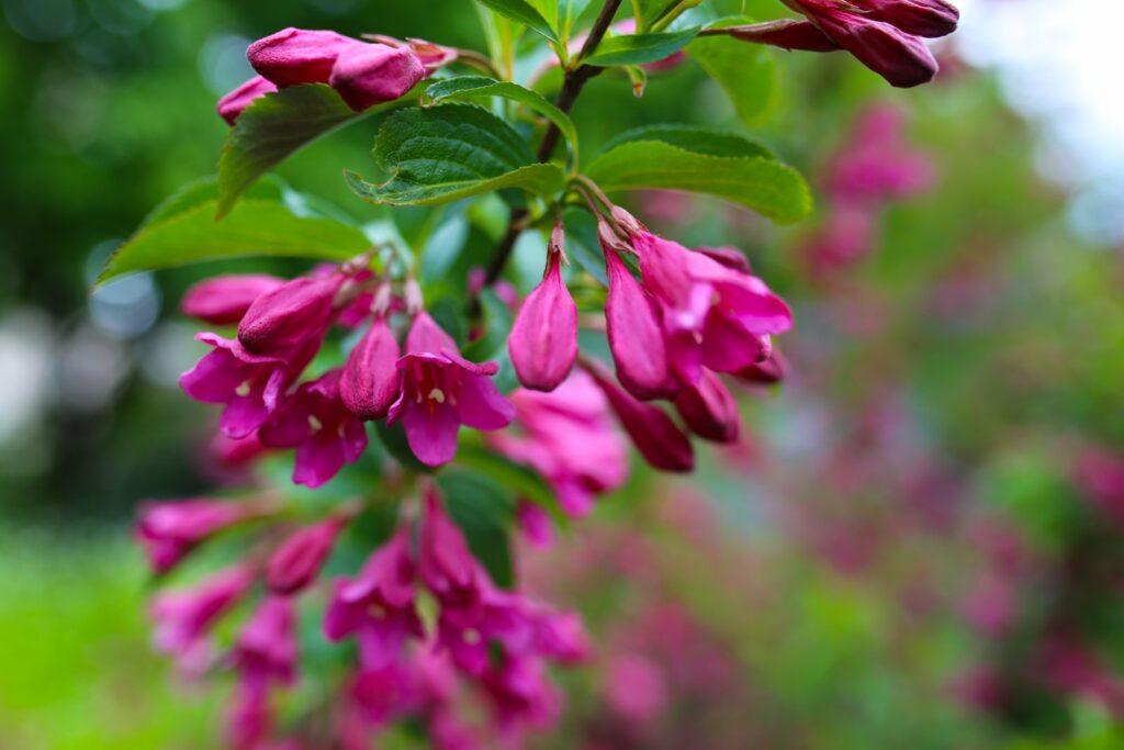 Weigela 'Korea' med rosa, trompetformede blomster